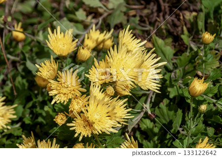 可食用的菊花，用作菜餚的裝飾。 133122642