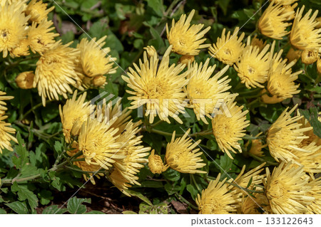 Edible chrysanthemums, used as garnishes for dishes Edible chrysanthemums, used as garnishes for dishes 133122643