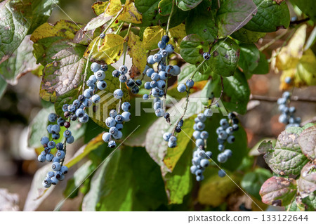 Fruit of the broad-leaved deciduous shrub Aragenatsuhaze (Ericaceae) 133122644