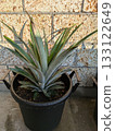 盆栽鳳梨 133122649