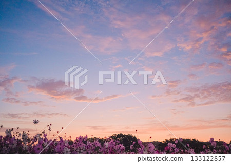Morning glow and cosmos Morning glow and cosmos 133122857