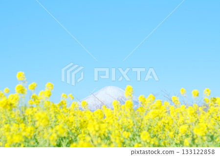 Rape blossoms and Mount Fuji Rape blossoms and Mount Fuji 133122858