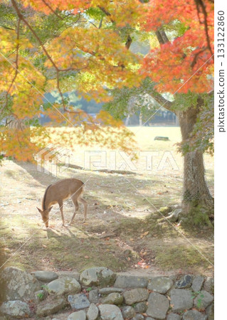 Deer and autumn leaves 133122860