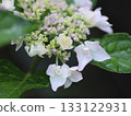 Hydrangea that began to bloom 133122931