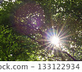 sun shining through the trees 133122934