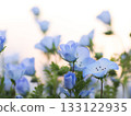 Nemophila blue flower 133122935
