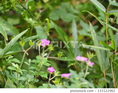 元野翔子 133122962