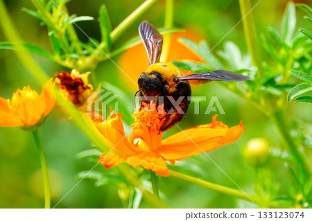 Carpenter bee 133123074