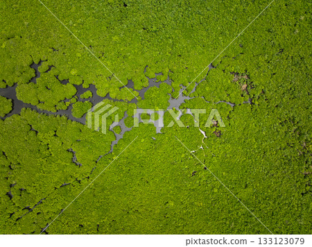 Dense mangrove forest with branching channels flowing through green tropical landscape. Siargao, Philippines. 133123079