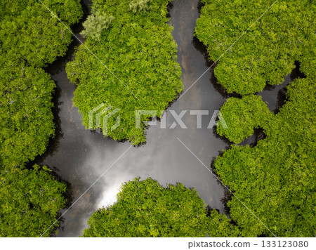 Mangrove trees grow over a calm water channel under tropical cloudy sky. Siargao, Philippines. Mangrove trees grow over a calm water channel under tropical cloudy sky. Siargao, Philippines. 133123080