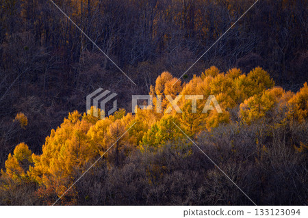 Autumn view of Mt. Moiwa_5987 133123094