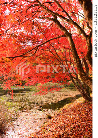 豐田高堂屋濕地在秋葉盛開之時最為迷人。 豐田高堂屋濕地在秋葉盛開之時最為迷人。 133123115