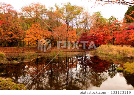 Toyota Takadoya Wetlands at its best when the autumn leaves are in full bloom 133123119