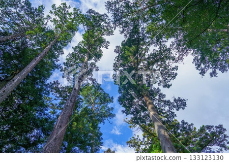 A view of a large cedar tree against a blue sky A view of a large cedar tree against a blue sky 133123130
