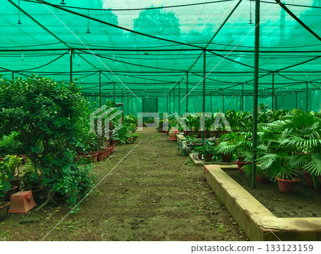 Organized arrangement of potted seedlings inside shade net house, diverse nursery plants growing in containers under filtered light, healthy propagation setup for ornamental and garden saplings in Organized arrangement of potted seedlings inside shade net house, diverse nursery plants growing in containers under filtered light, healthy propagation setup for ornamental and garden saplings in 133123159