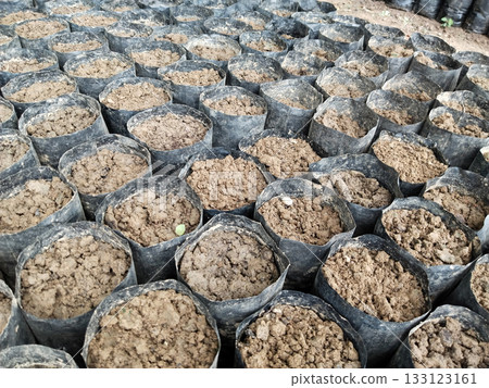 Multiple black grow bags filled with fertile soil arranged in neat rows for nursery and gardening use, ready for planting seeds or saplings, agriculture and horticulture equipment for cultivation Multiple black grow bags filled with fertile soil arranged in neat rows for nursery and gardening use, ready for planting seeds or saplings, agriculture and horticulture equipment for cultivation 133123161