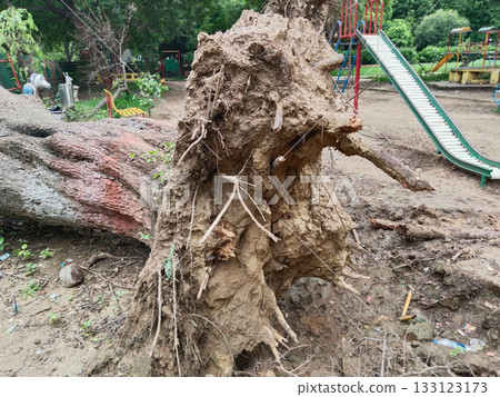 Uprooted tree with exposed roots and fallen trunk damaging park fence, reddish bark, natural disaster impact in garden setting with greenery and outdoor environment Uprooted tree with exposed roots and fallen trunk damaging park fence, reddish bark, natural disaster impact in garden setting with greenery and outdoor environment 133123173