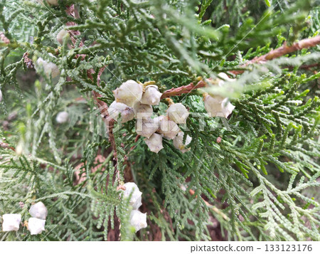 Thuja branch with mature seed cones, Oriental arborvitae plant showing green scaly foliage and round seeds for propagation, fresh seeds ready for home garden planting and germination Thuja branch with mature seed cones, Oriental arborvitae plant showing green scaly foliage and round seeds for propagation, fresh seeds ready for home garden planting and germination 133123176