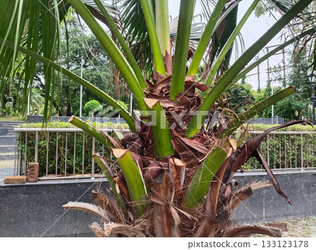 Close-up of palm tree trunk and green fronds, highlighting raw textured bark and tropical foliage in landscaped urban garden Close-up of palm tree trunk and green fronds, highlighting raw textured bark and tropical foliage in landscaped urban garden 133123178