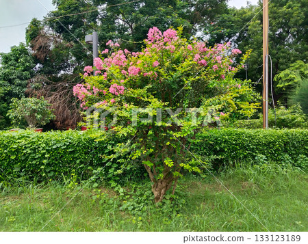 Bougainvillea plant with blooming flowers in outdoor garden, vibrant floral shrub featuring colorful blossoms and lush green foliage Bougainvillea plant with blooming flowers in outdoor garden, vibrant floral shrub featuring colorful blossoms and lush green foliage 133123189
