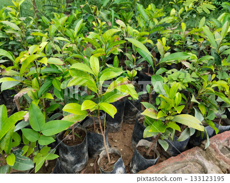 Jamun plants growing in nursery bags, healthy saplings with green leaves ready for home gardens, orchards, or farms, perfect for fruit cultivation, easy transplantation, and organic farming with fast 133123195