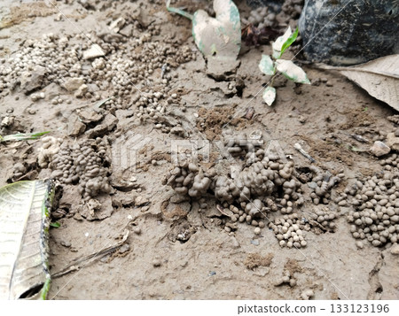 Close-up of fresh earthworm castings on moist soil surface, natural organic compost created by earthworms during soil aeration and nutrient recycling in sustainable agriculture and gardening practices 133123196