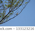 A wild tit bird perched on a branch under the blue spring sky 133123216