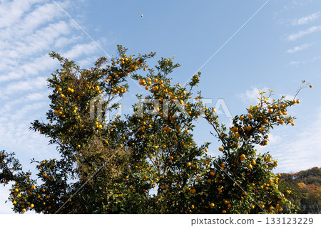 Yuzu shining against the blue sky Yuzu shining against the blue sky 133123229