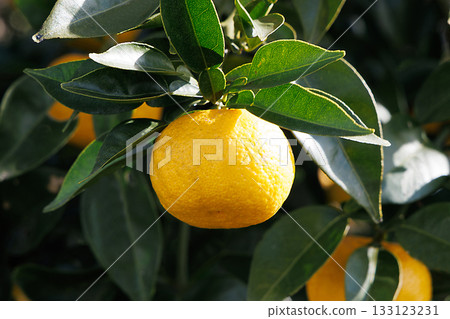 Yuzu shining against the blue sky 133123231