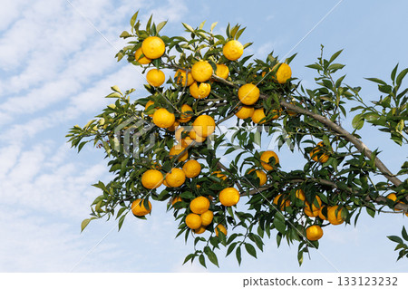 Yuzu shining against the blue sky 133123232