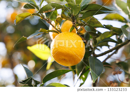 Yuzu shining against the blue sky 133123233