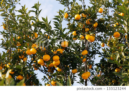 Yuzu shining against the blue sky 133123244