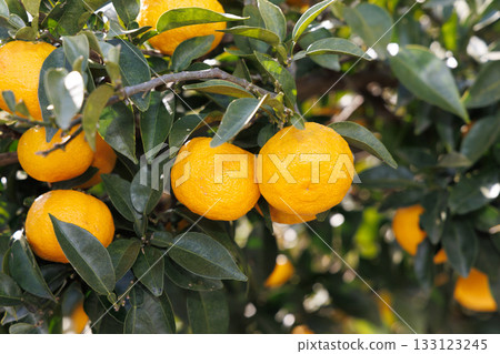 Yuzu shining against the blue sky 133123245