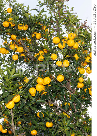 柚子在藍天的襯托下閃閃發光 133123250