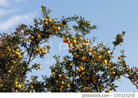 Yuzu shining against the blue sky 133123258