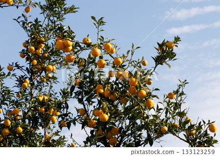 Yuzu shining against the blue sky 133123259