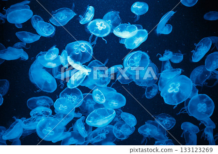 A silent dance of blue 133123269