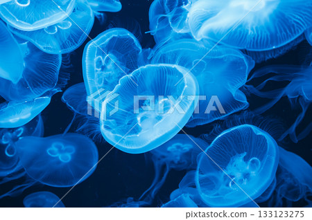 A silent dance of blue A silent dance of blue 133123275