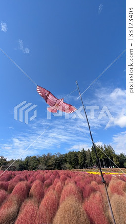 伊賀野花田裡的掃帚草 伊賀野花田裡的掃帚草 133123403