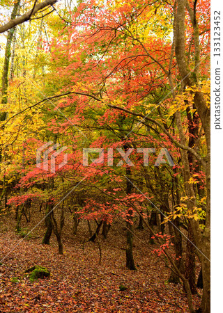 Toyota Takadoya Wetlands at its best for autumn foliage 133123452