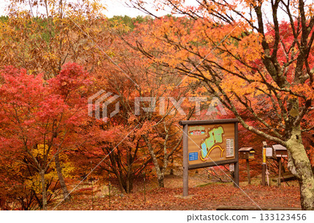 Toyota Takadoya Wetlands at its best for autumn foliage 133123456