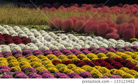 Small chrysanthemums and kochia in the flower fields of Igano Small chrysanthemums and kochia in the flower fields of Igano 133123482