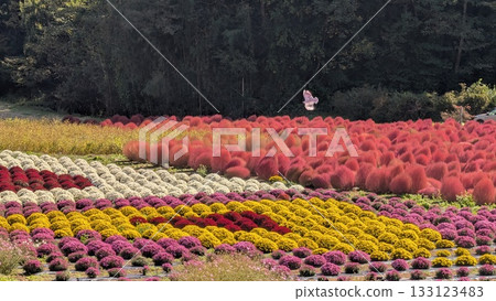 Small chrysanthemums and kochia in the flower fields of Igano 133123483