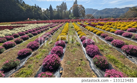 Small chrysanthemums and kochia in the flower fields of Igano 133123485