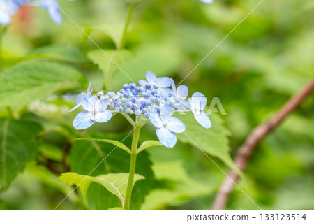 Hydrangea [Variety: Jeju Island] 133123514
