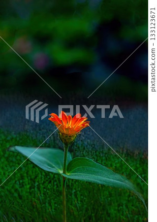 里山盛開的雛菊 里山盛開的雛菊 133123671