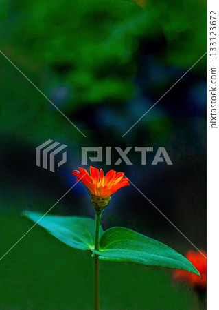 橙色雛菊花 133123672