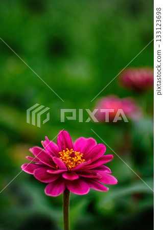 Flower of red hawknich Flower of red hawknich 133123698