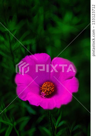 Red Matsuba Button Flower Red Matsuba Button Flower 133123712