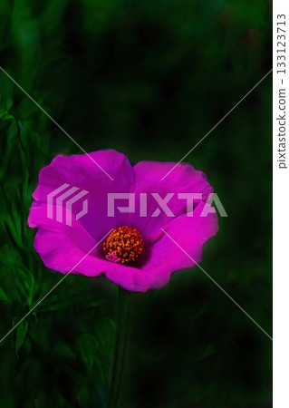 Red Portulaca Red Portulaca 133123713